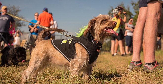 Small brown dog on leash in grassy park during a community gathering.