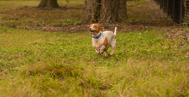 Small white and brown dog running on grass among trees; fenced dog area visible at right.