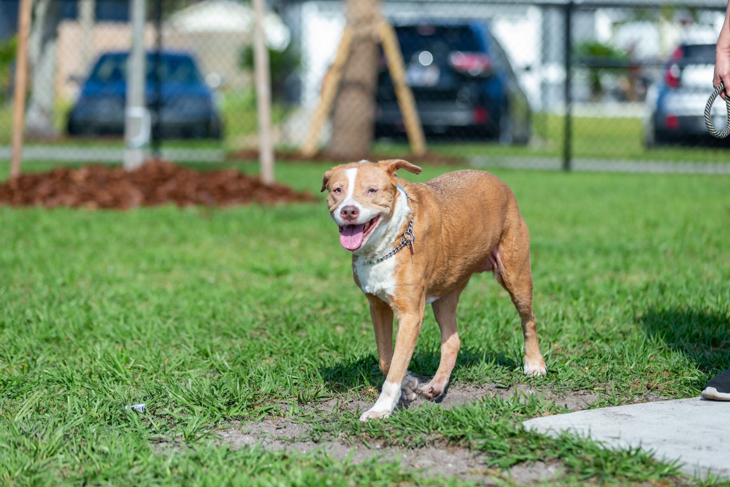 Brown-and-white dog standing on bright grass inside a fenced park, with softly focused cars and trees behind.